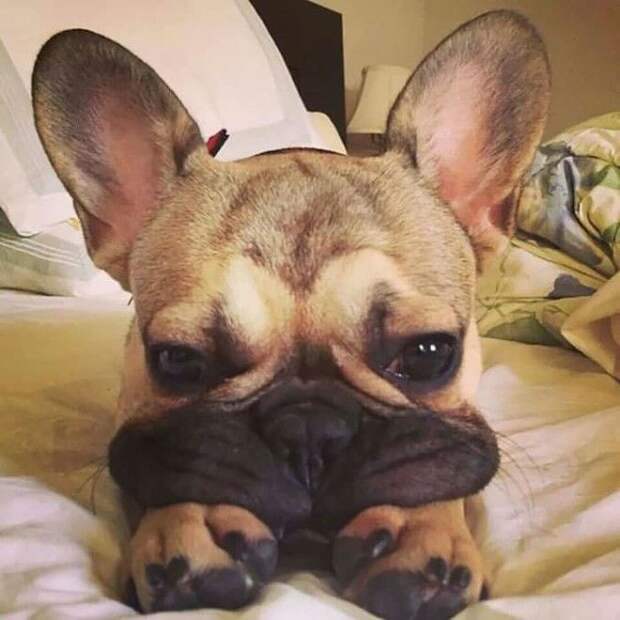 Squishy Dog Cheeks