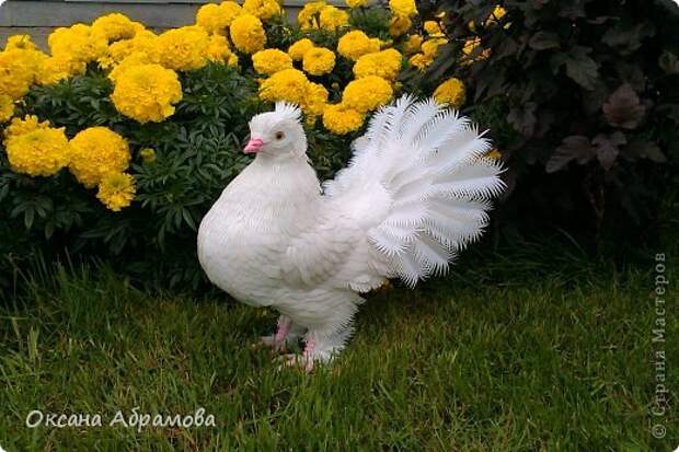Потрясающе реалистичный голубь своими руками Оксаны Абрамовой  (мастер-класс, фото) 