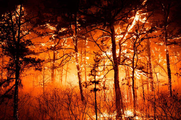 Forest Fire
