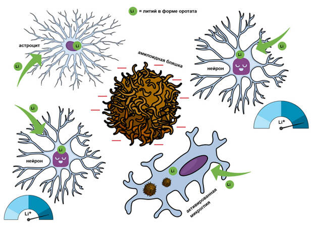 Рис. 4. Предполагаемый амилоидно-литиевый порочный круг в развитии болезни Альцгеймера