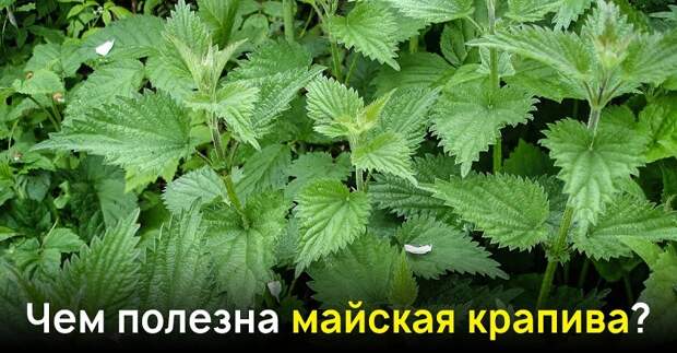 польза крапивы для женщин