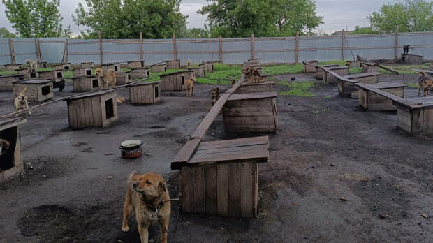 В Алтайском крае будут судить бизнесмена и ветеринаров за фиктивный отлов животных