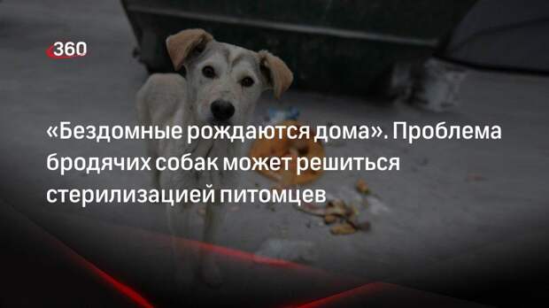 Зоозащитница Иванова: чтобы решить проблему бездомных собак, нужно обязать россиян стерилизовать своих питомцев
