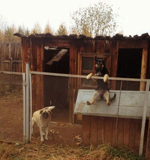 kartinok-prikolnyh-podborka-kartinki-smeshnye-kartinki-fotoprikoly