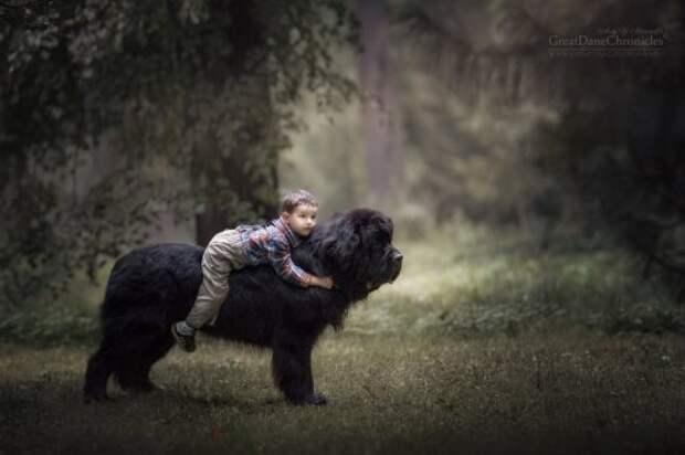 Маленькие дети и их большие собаки в фотопроекте Энди Селиверстова (25 фото)