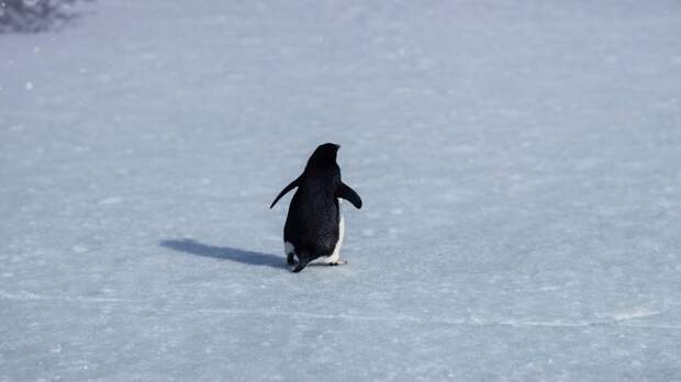 Как найти свою «стаю»: практическое руководство по поиску настоящих друзей