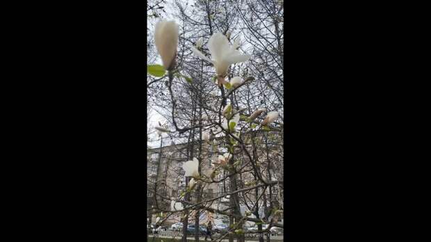 Video: VivaCut_video_1743970623321_HD.mp4