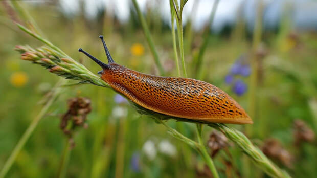 Взяли на «слабо»: парень съел слизняка и умер в мучениях от редкой болезни