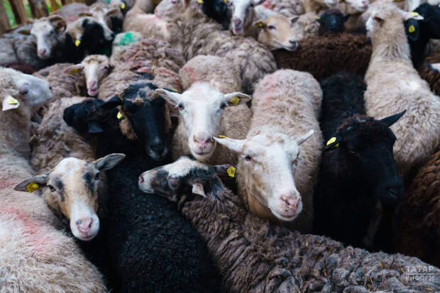 Управление ветеринарии призвало на Курбан-байрам покупать овец в Татарстане