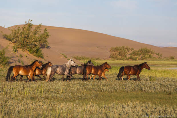 Дух свободы. Монголия