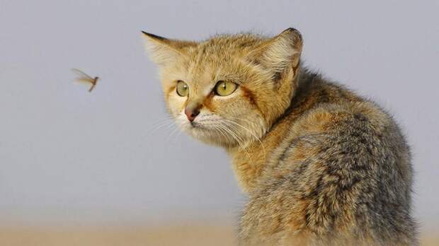 12 диких кошек, о существовании которых знают далеко не все