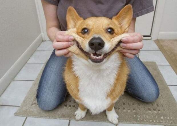 Squishy Dog Cheeks