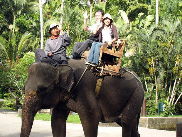 На территории комплекса Ангкор-Ват наконец-то запретят кататься на слонах