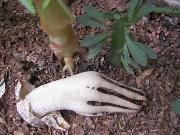 Гриб Антурус Арчера (Clathrus archeri), также известен, как "пальцы дьявола" Гриб Антурус Арчера (Clathrus archeri), также известен, как "пальцы дьявола"