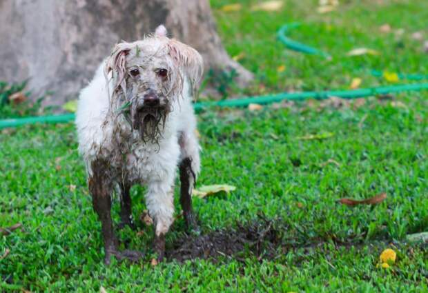 Кинологи пояснили, почему собаки любят валяться в грязи