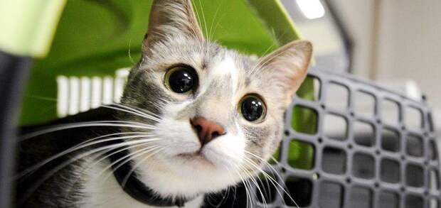 Ветеринары советуют не разговаривать с кошками низким голосом/ Фото mos.ru