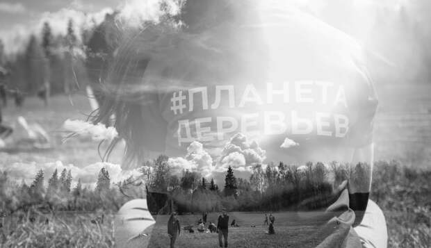 В Тверской области появится кедровая роща