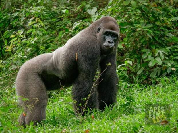 Гигантская горилла Бобо подружилась с совсем крошечным зверьком