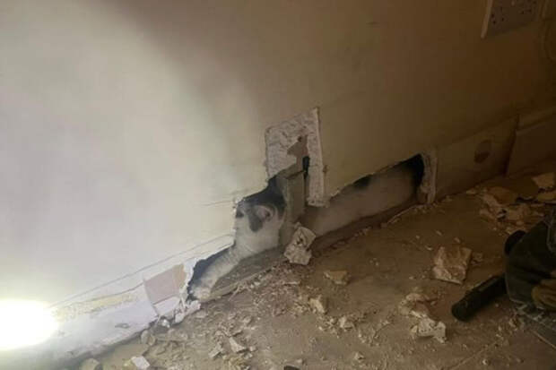 В Ирландии хозяева потеряли кошку и нашли ее спустя 2 недели внутри стены дома