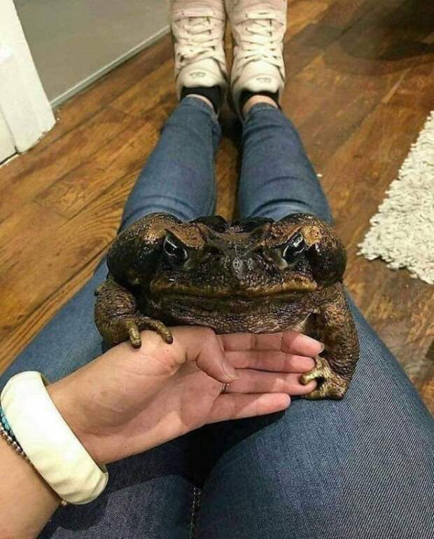 Жаба, с которой лучше не шутить