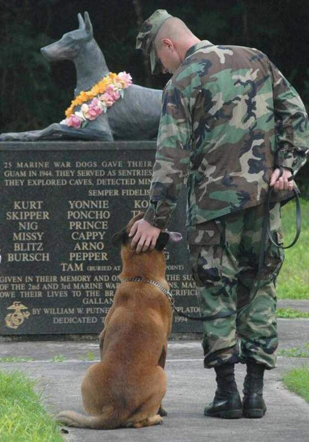 Собачья жизнь в американской армии