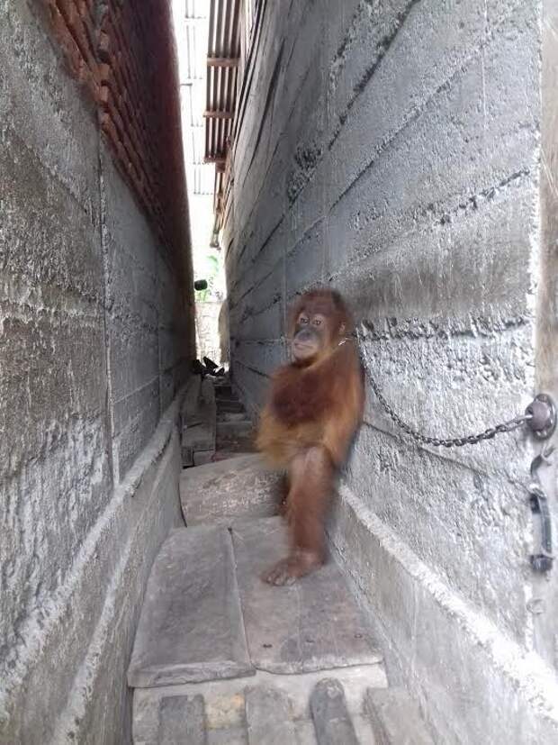 В Индонезии работники спасательного центра освободили прикованного к стене детёныша орангутанга  Браконьеры, индонезия, обезьяна