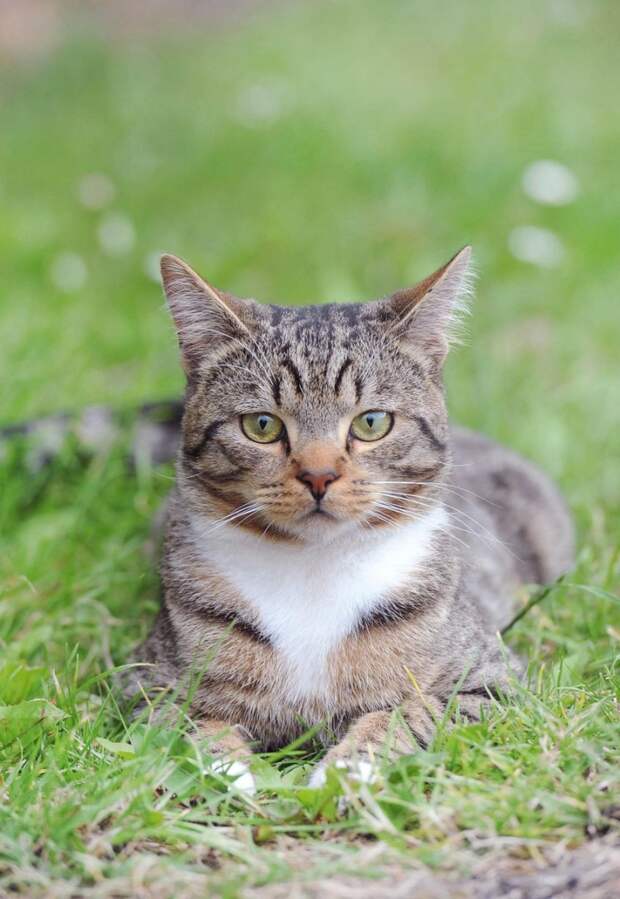 Смадж Smudge кот, кот спас мальчика, кошка года Британии National Cat of the Year  