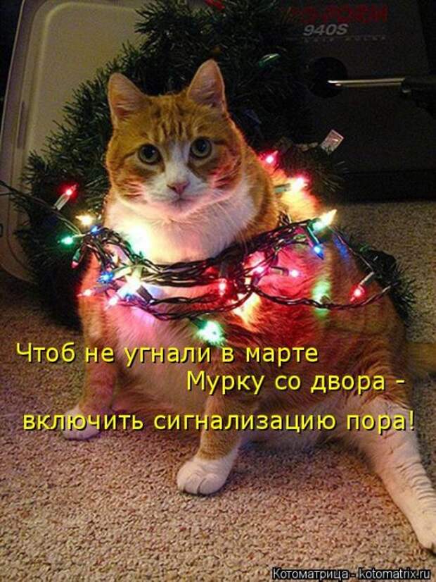 Лучшие котоматрицы недели (50 фото)