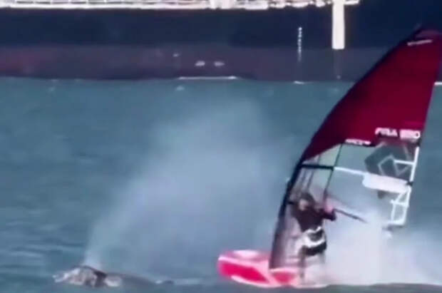 Появились кадры столкновения виндсерфера с вынырнувшим китом в США