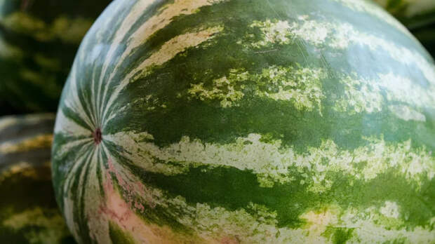 На Алтае закрыли дело об угрозе бензопилой продавцу невкусных арбузов