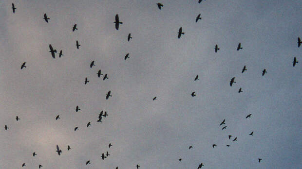 Плохой знак: тысячи ворон заметили в небе над Тель-Авивом