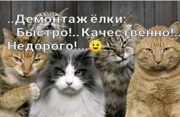 На изображении может находиться: 1 человек, кот, текст «..демонтаж ёлки: быстро!. качественно!. недорого!...»