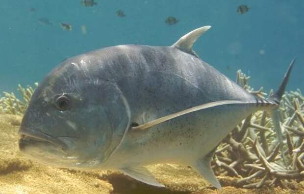 Каранкс-рыба-Описание-особенности-и-среда-обитания-рыбы-каранкс-1