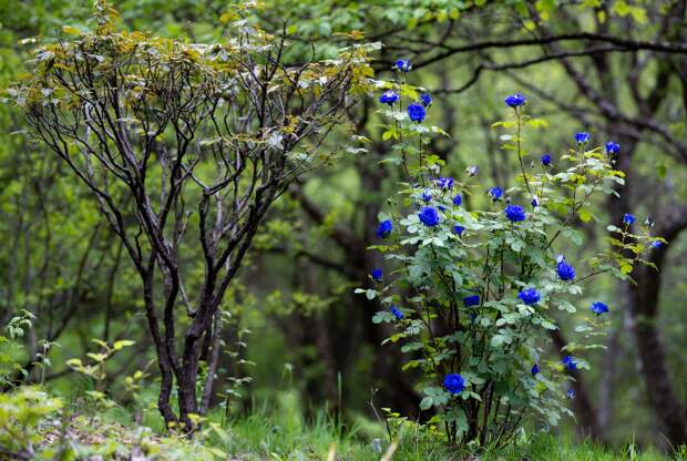 В России хотят запретить продажу фейковых растений