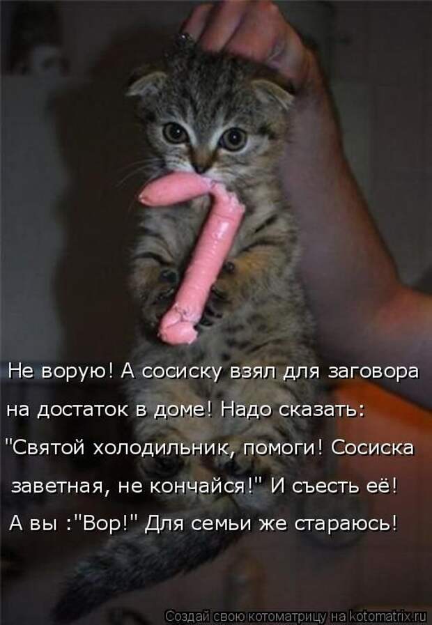 Лучшие котоматрицы недели (50 фото)
