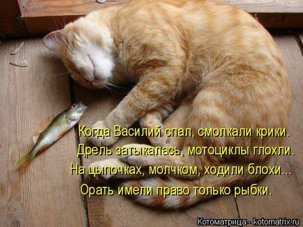 Лучшие котоматрицы недели (50 фото)