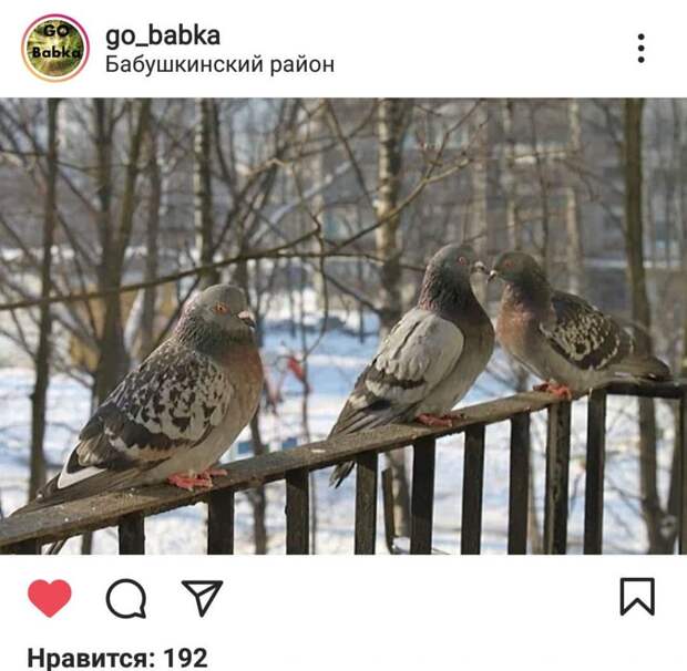 Фото дня: голуби облюбовали балкон дома в Бабушкинском