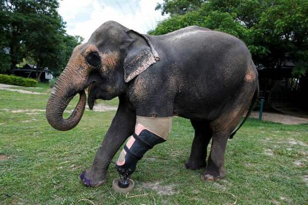 Он спас около 20 тысяч животных. Ортопед из Америки ставит протезы кошкам, верблюдам и даже слонам