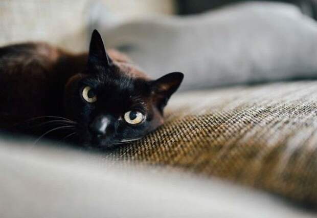 Несколько «замурчательных» фактов о черных кошках