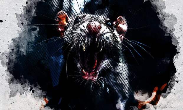 В Орловской области мыши превратились в инфекционную угрозу