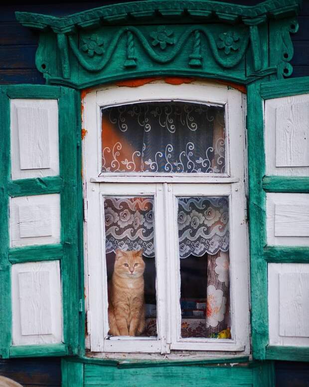 Котики, которые находятся в самых неожиданных местах