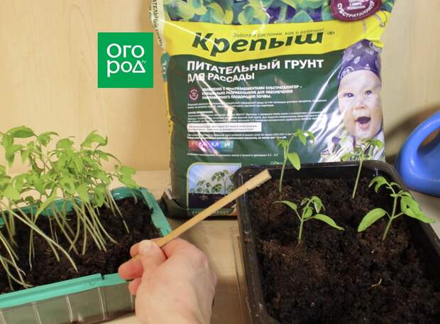 Выращивание рассады
