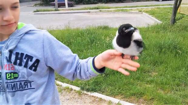 Попробуй не улыбнуться Смешные и милые птицы