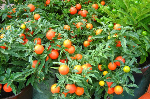 Мини-томаты на окне