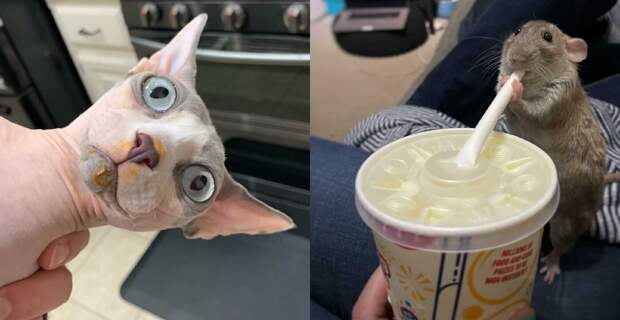 «Украл — не отдам!»: 22 фотографии животных-воришек, которые не раскаиваются