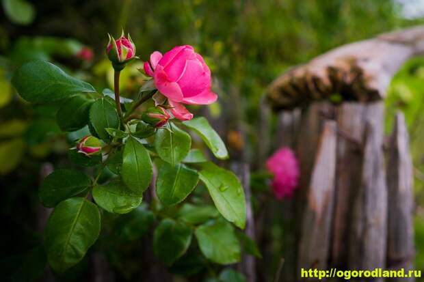Розы в саду. Уход за розами весной