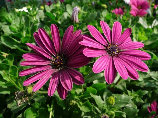 Розово-фиолетовые цветы сорта конго пользуются огромной популярностью среди садоводов