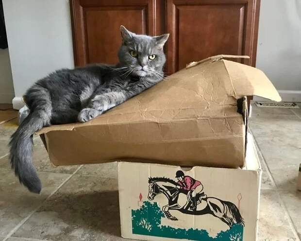 Фотография: Притяженья больше нет: 30 котиков, которые плевать хотели на законы физики №13 - BigPicture.ru