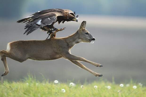 Тот момент когда летают те, кто летать не может животные, красота, полет, природа, прыжок, удживительное