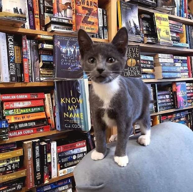 Котенок в книжном магазине Котенок стоит